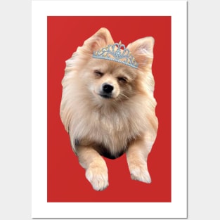 Princess Puffins Pomeranian Posters and Art